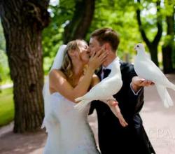Современные свадьбы: фото и идеи Свадьба в современном стиле сценарий