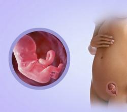 Все триместры беременности по неделям с указанием самых опасных периодов На сколько триместров делится беременность